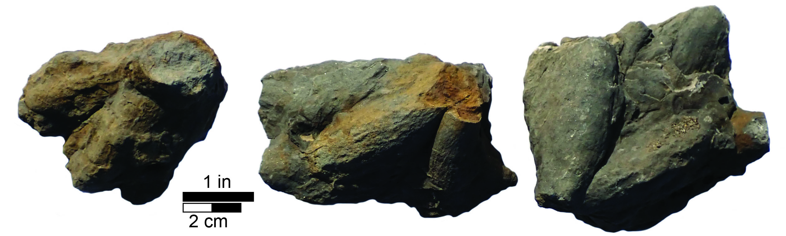 Asterosoma fragments from the Grundy Formation in eastern Kentucky.